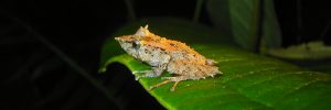 Pristimantis frog in El Pahuma