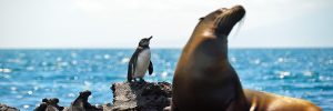 Penguin, Sea Lion, and Marine Iguanas in Galapagos