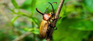 Rhinoceros beetle in El Pahuma