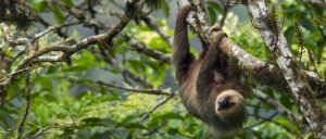 Sloth in Tropical Forest