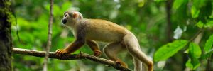 Squirrel Monkey in Amazon Rainforest