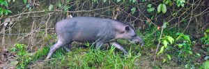 Amazonian Tapir