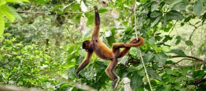 Woolly Monkey hanging in Amazon Rainforest
