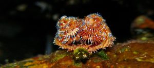 Christmas Tree Worm in Galapagos