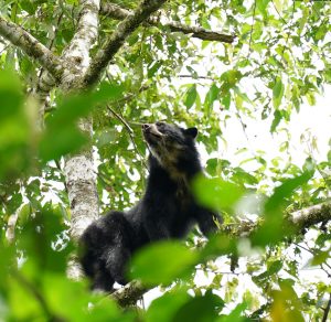 Spectacled Bear in Cloud Forest
