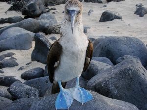 Blue-footed Booby in Galapagos
