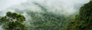 Tropical forest conservation Ecuador