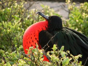 Frigatebird in Galapagos