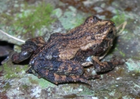 Frog in Lalo Loor Reserve