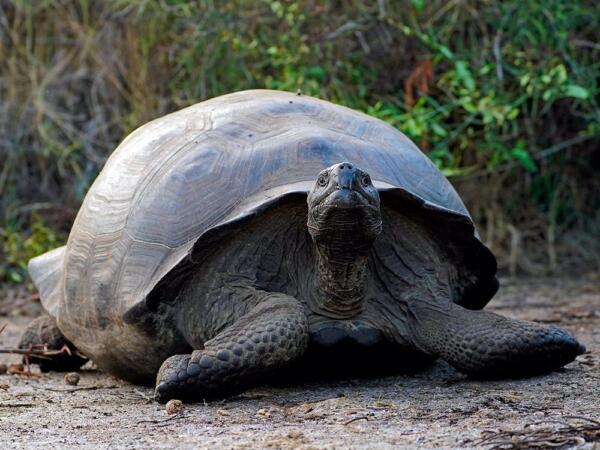 Ceiba Foundation for Tropical Conservation