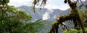Cloud Forest of El Pahuma Orchid Reserve