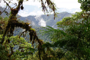 Cloud Forest of El Pahuma Orchid Reserve