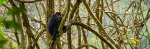howler_monkey_yawning_2023.jpg