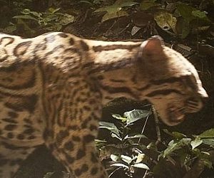 Ocelot at Lalo Loor Dry Forest