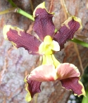 Oncidum Orchid Flower in Lalo Loor