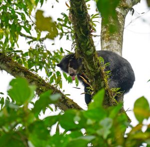 Spectacled Bear near El Pahuma Orchid Reserve