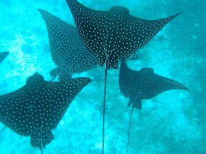 Spotted Eagle Rays in Galapagos