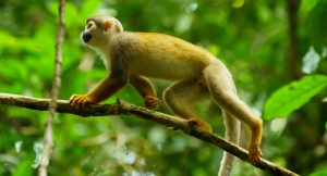Squirrel Monkey in Ecuadorian Amazon