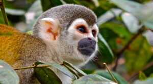 Squirrel monkey