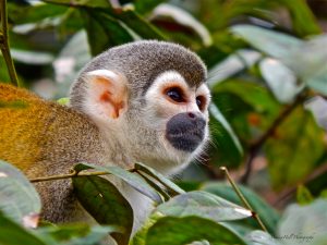Squirrel Monkey in Ecuadorian Amazon